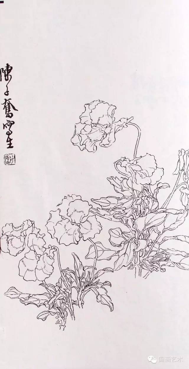 现当代名家:陈子奋白描花卉作品欣赏