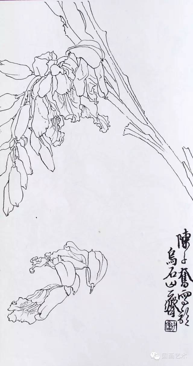 现当代名家:陈子奋白描花卉作品欣赏