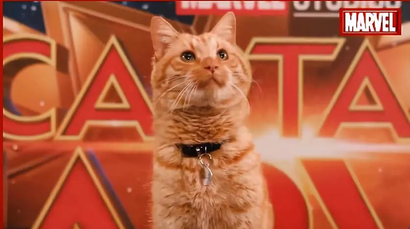 制霸宇宙就靠这只橘猫,《惊奇队长》里的小猫什么来头?