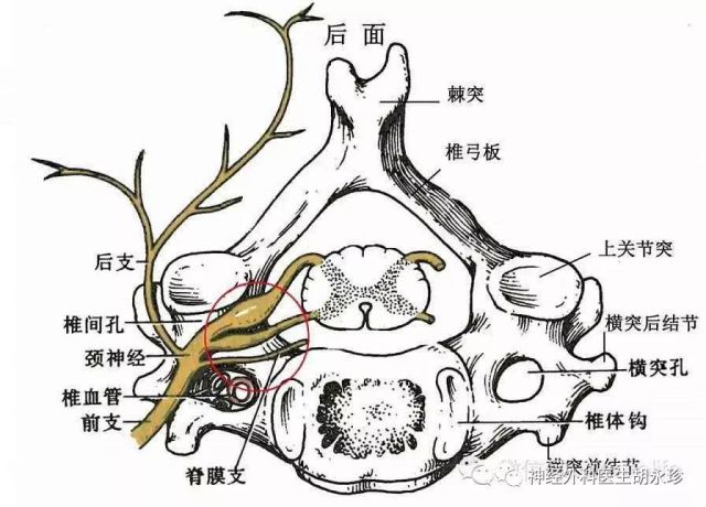 颈部的脊神经干较短,穿出椎间孔后立即分成前,后支,均为混合神经.