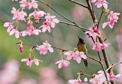 樱花园中的春鸟戏花图.