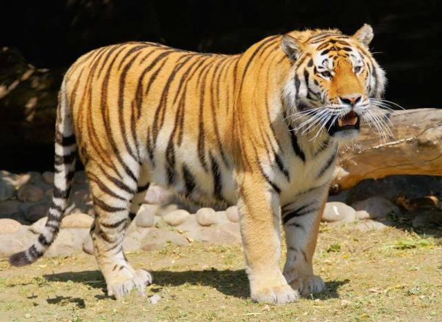 巨型"野猪王",能不能打赢一头东北虎?它两究竟谁更