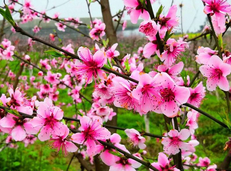 你将欣赏到的是这样的场景: 浪漫而唯美的桃花树上 朵朵桃花悄然绽放
