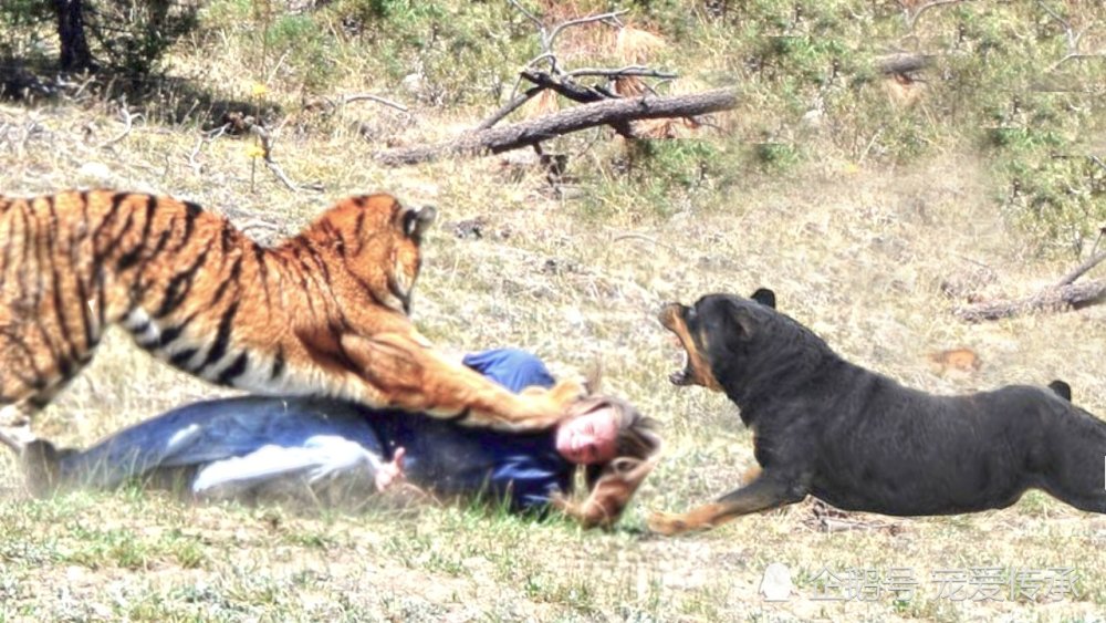 罗威纳犬可为你搏命，牺牲的4个表现，占其中一个也证明你没白养