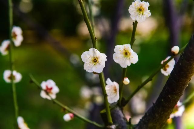 梅花的观赏期为3—4月,趁着春光正好,快去一睹这份美色.