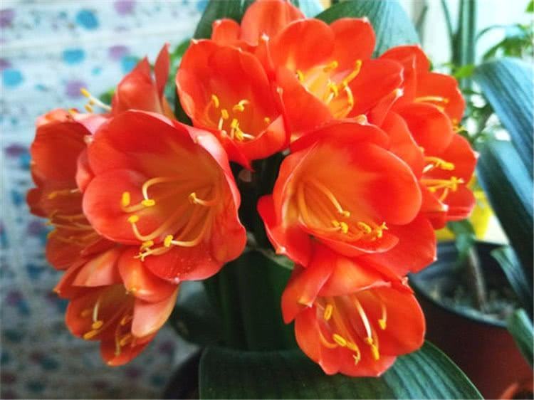 春季给君子兰换盆，注意1个小细节，长势快、叶片多，开花大又美