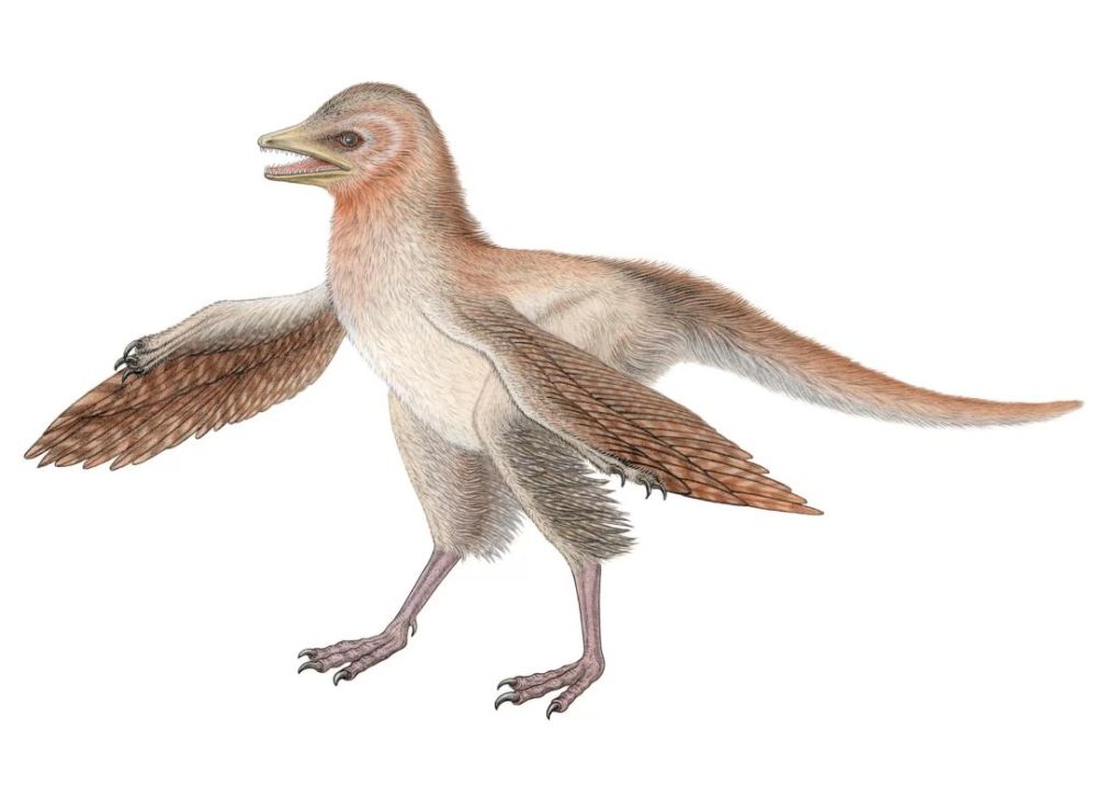 鸟脚长在恐龙新物种身上,不过仍健步如飞