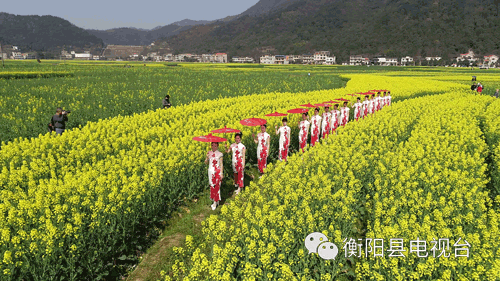 油菜花|衡阳县|库宗桥|华山