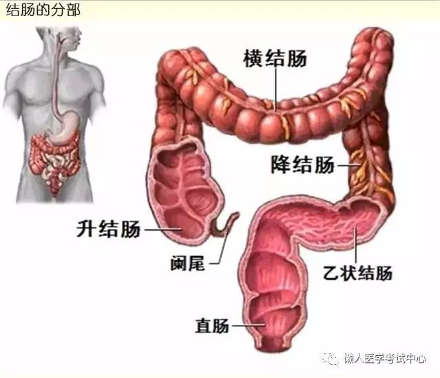 【医学美图】消化系统(多图)
