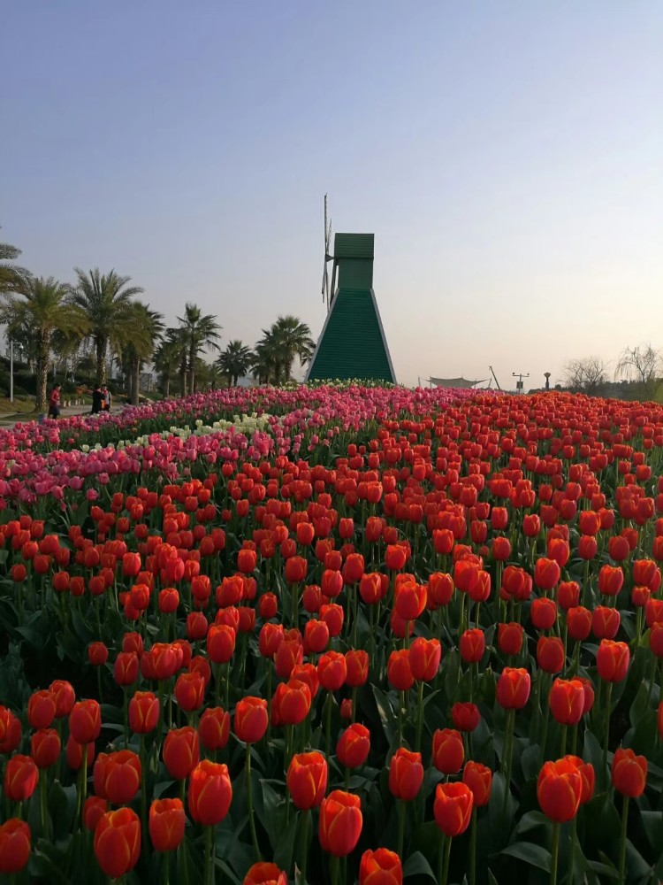 宜春花博园,郁金香花开正艳!