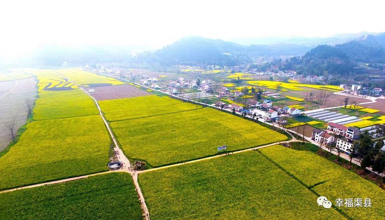 请避让:渠县油菜花开——重温美景!