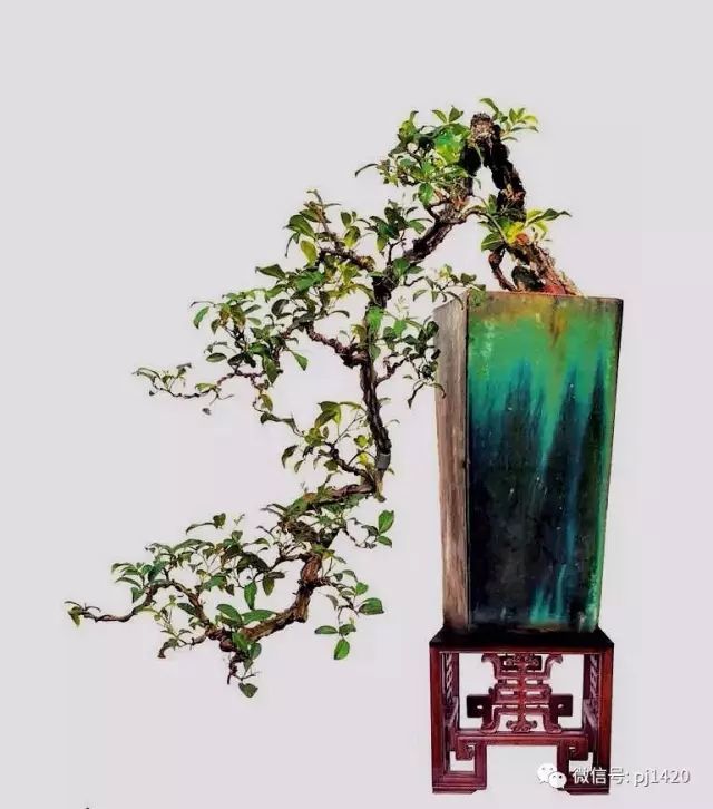 这三种悬崖盆景,真是气势不凡