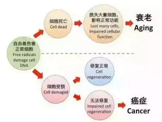 抗氧化精华什么原理_抗氧化是什么意思