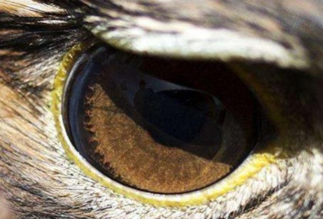 心理学:第一眼你觉得哪个眼睛是鹰眼?测你的人生战斗力指数