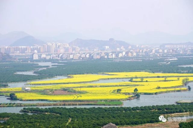 花事 很可惜,今年十三渚没有播种油菜花 无缘相间今春桃渚油菜花海 那