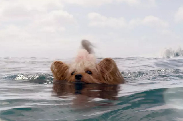 巨齿鲨的演员小女孩