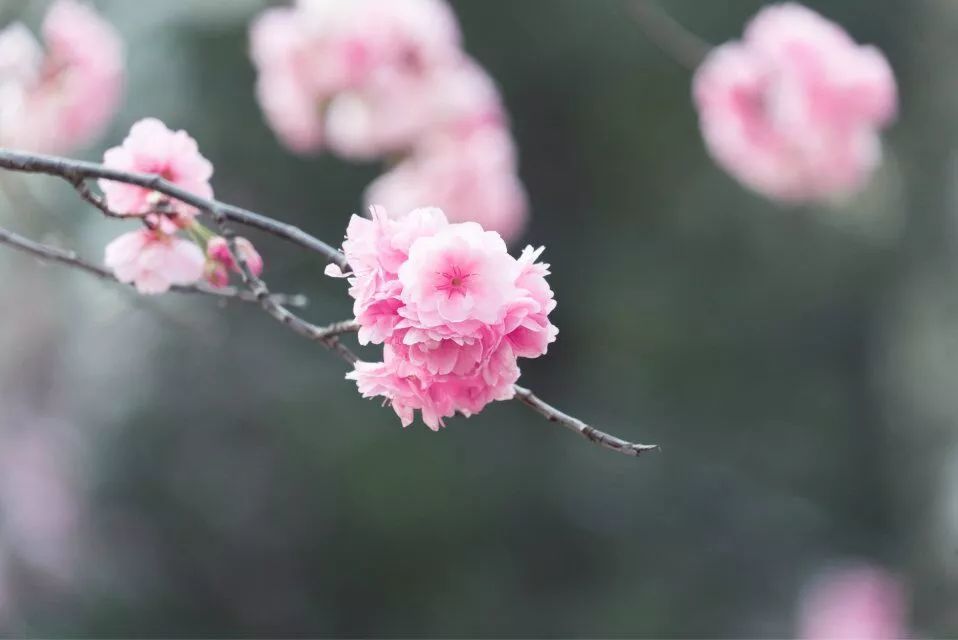 到了盛唐时期,樱花才随着中式服装