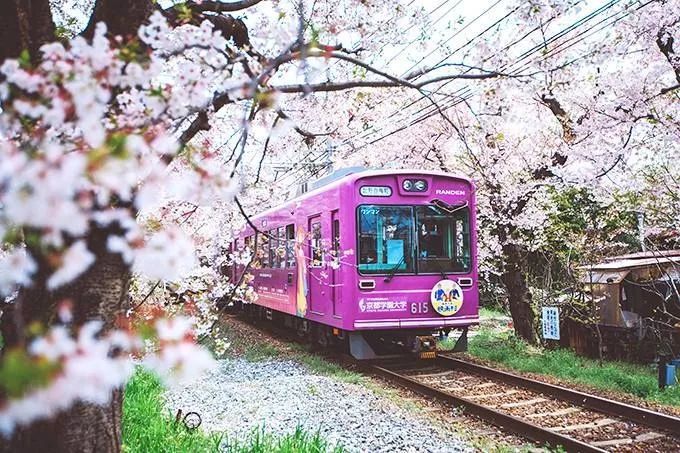 保姆级赏樱攻略:教你如何玩转2019年樱花季