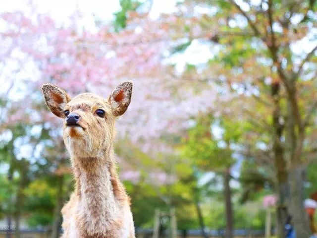 保姆级赏樱攻略:教你如何玩转2019年樱花季