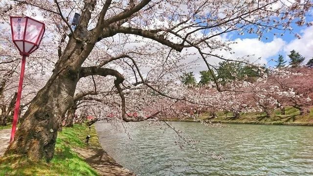 保姆级赏樱攻略:教你如何玩转2019年樱花季