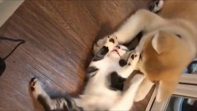 看到猫咪的头被柴犬一口咬住,我就想问问狗子:猫头好吃吗?