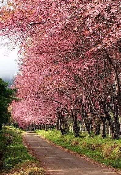 看尽城市繁华,赏武汉最美樱花,情归三月锦里沟