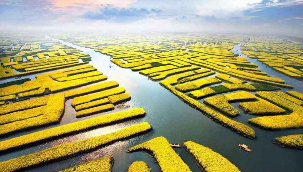 所有兴化人,央视《新闻直播间》明天将直播兴化千垛菜花美景
