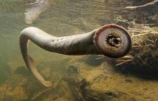 8亿年前,曾被中国人吃到灭绝,如今却在英国