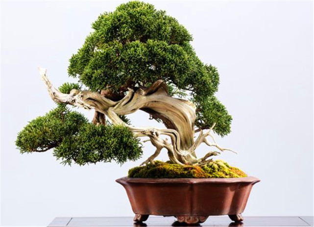在刚开始养花的时候,总听圈内的人讨论什么天价盆景,当时就想:一盆