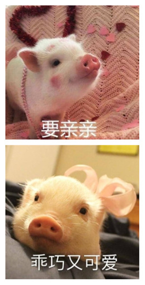 最近火了"萌猪"表情包,聊天不会撒娇就赶紧用这只猪吧