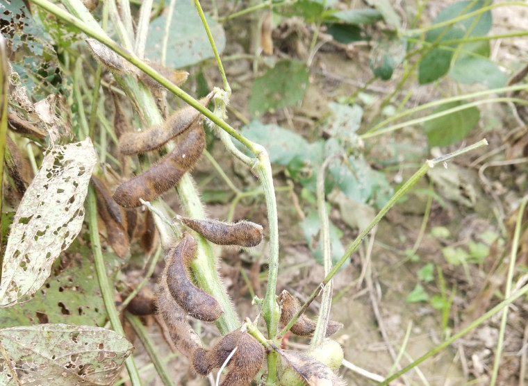种植的大豆 常受到病虫害困扰 怎样管理大豆 无病虫产量高 看点快报