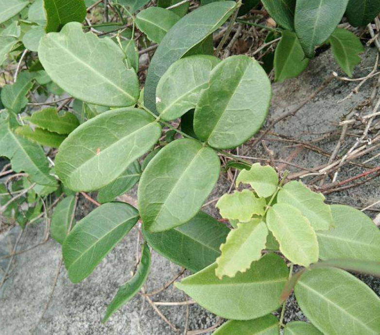 农村山上发现野生牛大力,吃了能有牛一样大的力气吗?