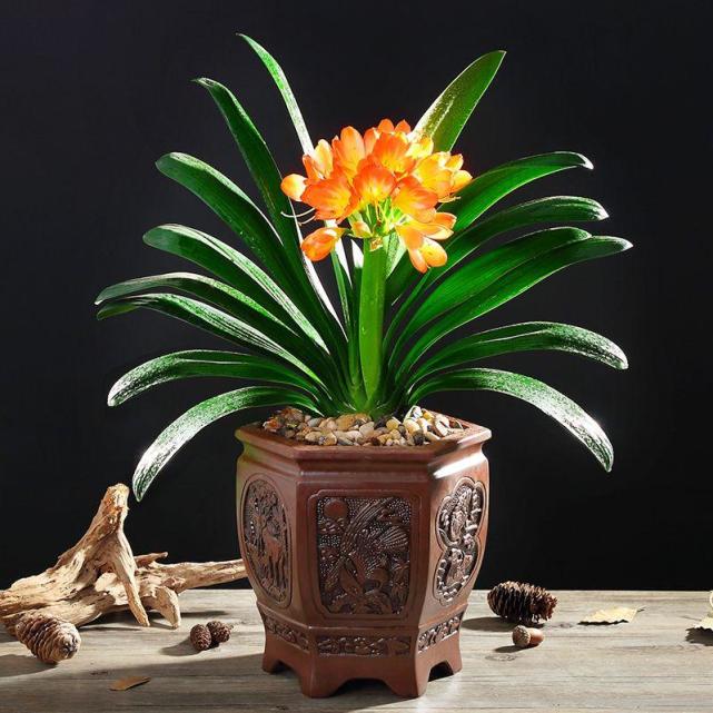 养人又旺财的花卉,非常适合家庭养护!