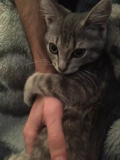 "j'ai dit à mon copain que je ne voulais pas le chiot dans le