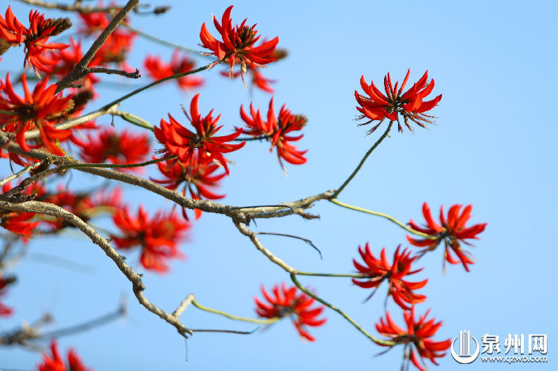 泉州滨江刺桐花又红