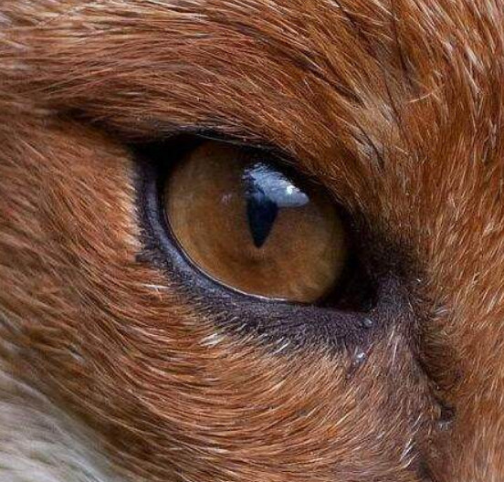 心理学:三只狐狸眼睛,哪个让你觉得不适?测你情商和智商有多高