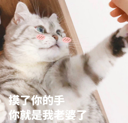 零零后必备恋爱猫咪表情包,摸了你的手,还想逃到哪里去?