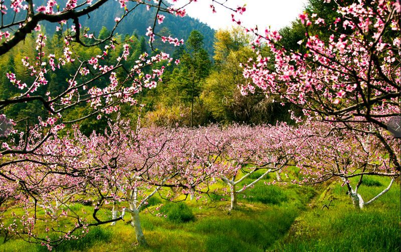 阳春三月,炎陵处处无限春光,鸟语花香,果园里一片生机勃勃的景象,放眼