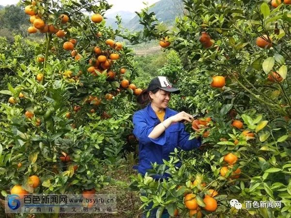 果农在采摘柑橘