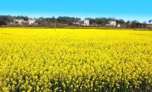 信阳油菜花最佳观赏地