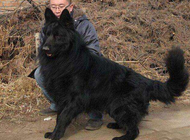 体内同有狼性基因的犬,黑熊犬s级,德牧ss级,狼青sss 级