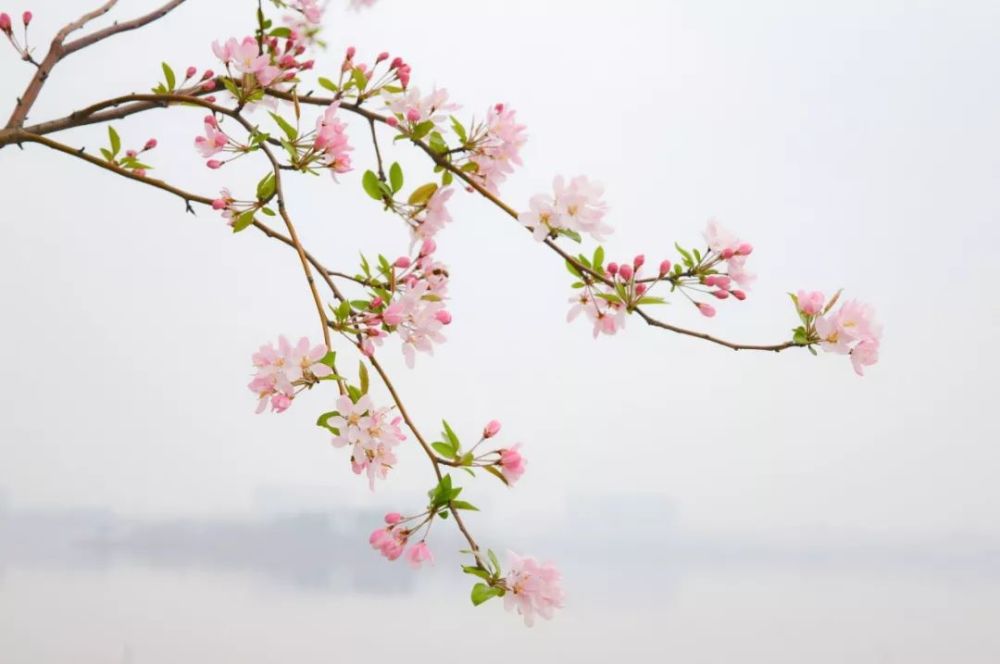 还有兴隆湖湿地公园的垂丝海棠,满满都是春天的色彩.