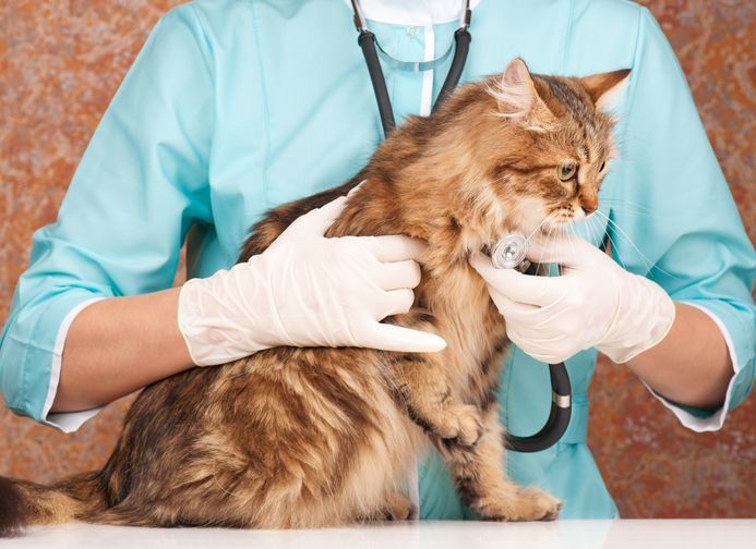 警惕 号称 猫咪极速杀手 的hcm 猫奴却知之甚少 看点快报