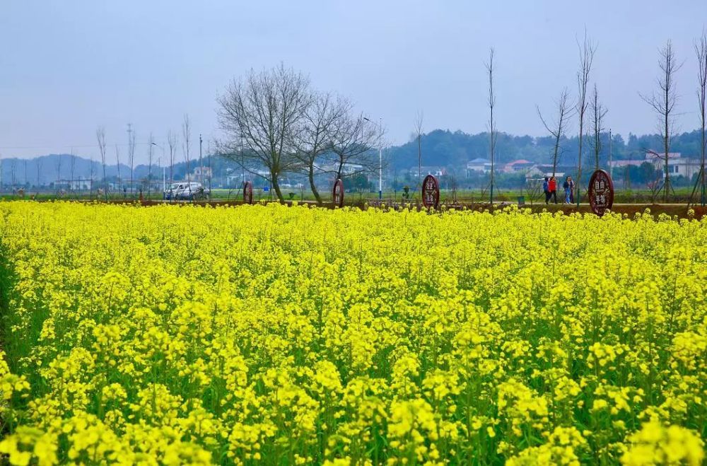赏花地点1:春华镇百熙村 武塘村横坑组
