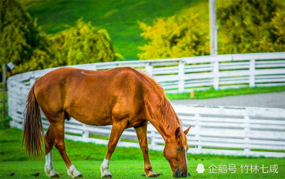 农村俗语"马无夜草不肥,上句更有道理,可惜十人九不知