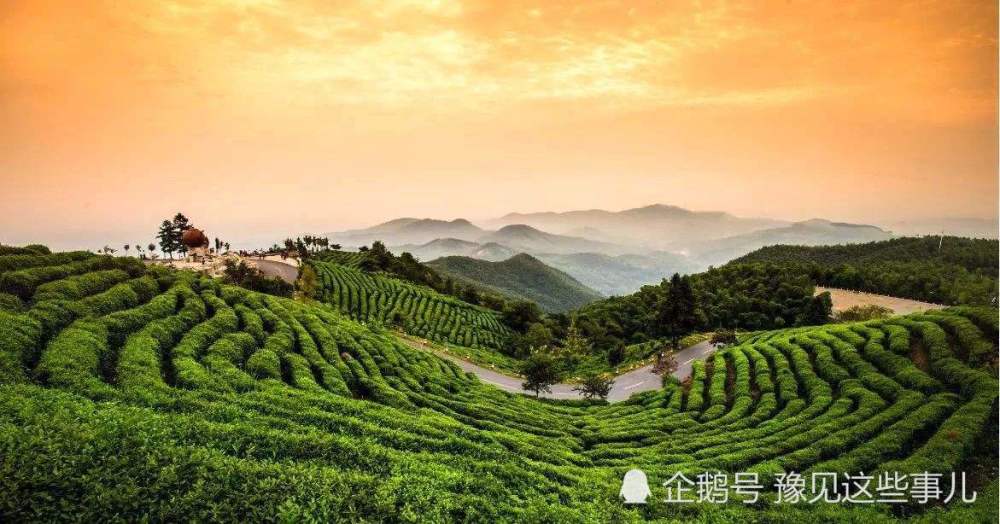 信阳茶山