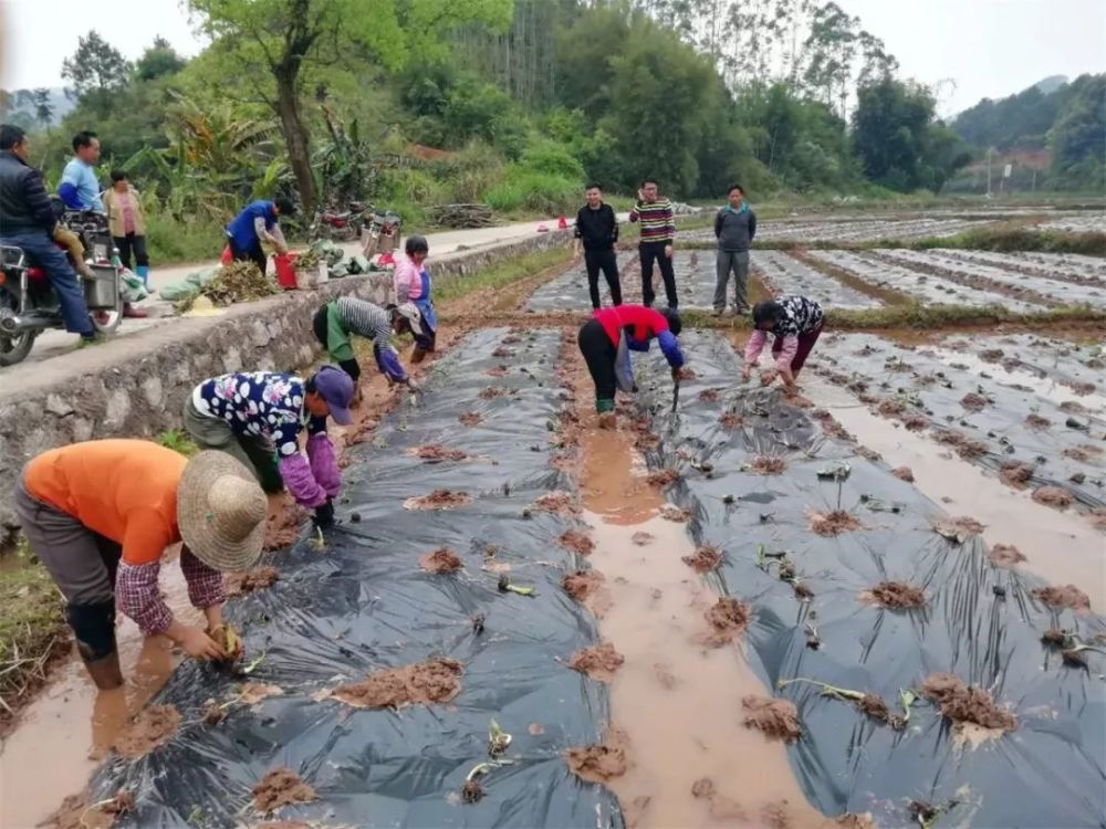 去年镇平就gdp_镇平一高图片(3)