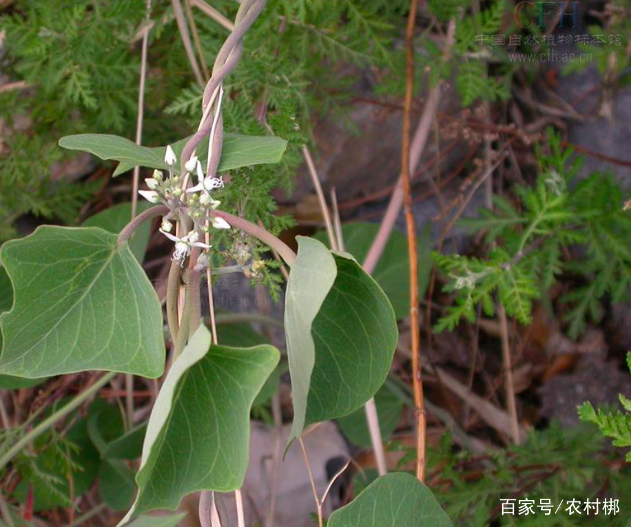 牛皮消种植有前景,牛皮消的特性与价值,以及栽培技术