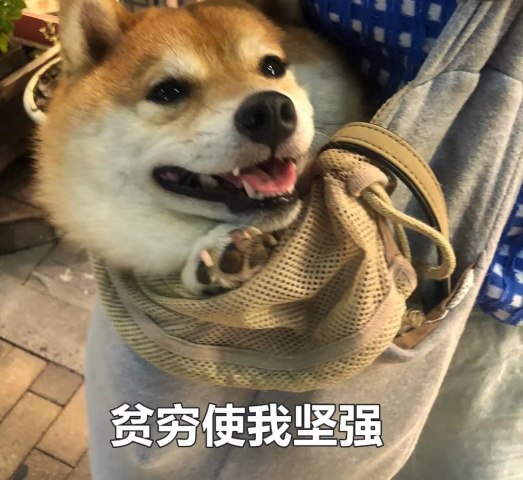 我要赚超多的钱;   以上就是今天小新给大家分享的萌狗上班状态的表情