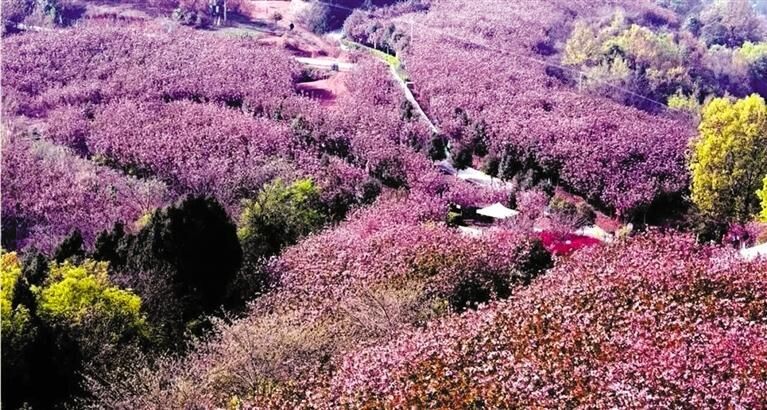 周末去哪赏花?看第四期四川花卉观赏指数